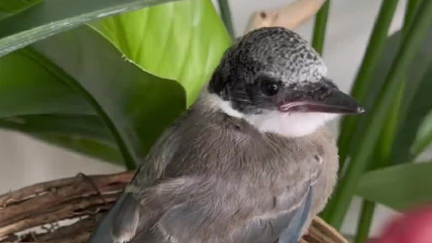 小鸟寻亲记！亲人团聚的那一刻我真的太感动啦！