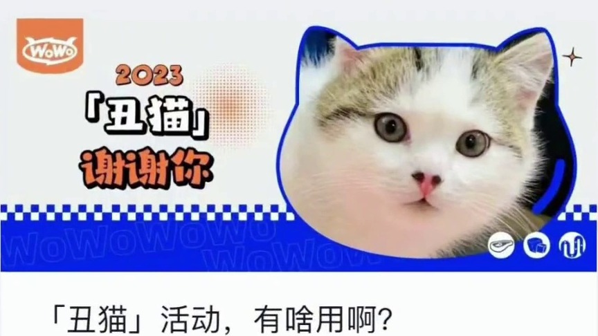 这只猫不仅会用鼻孔看人，还越看越像人！