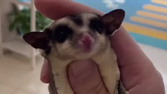 尾巴转动控制方向，侧膜打开延缓下降，猜猜最后摔倒了没