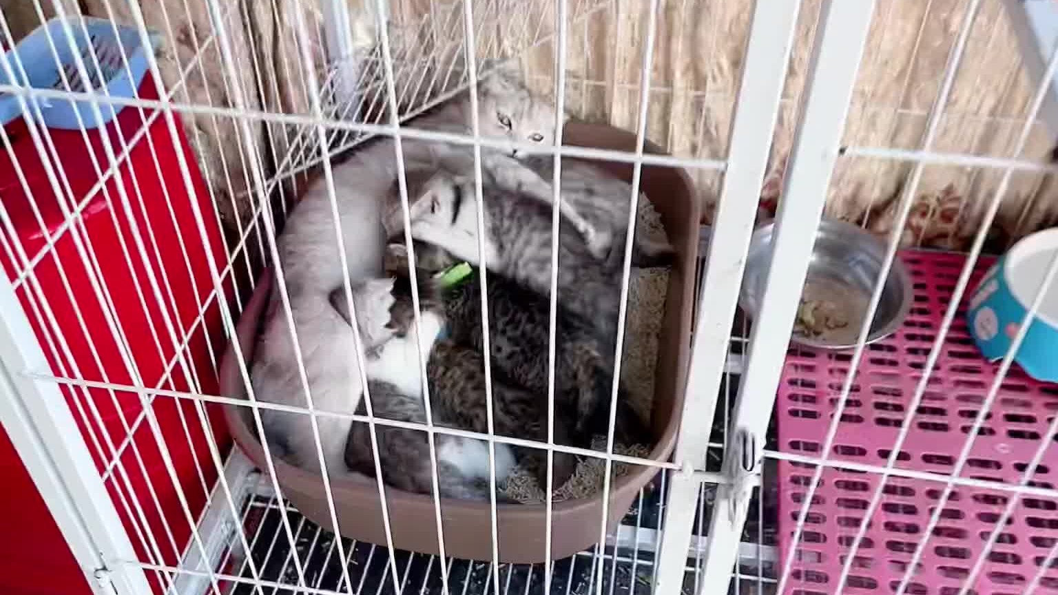 一群拆家小分队开始动工了兄弟们。