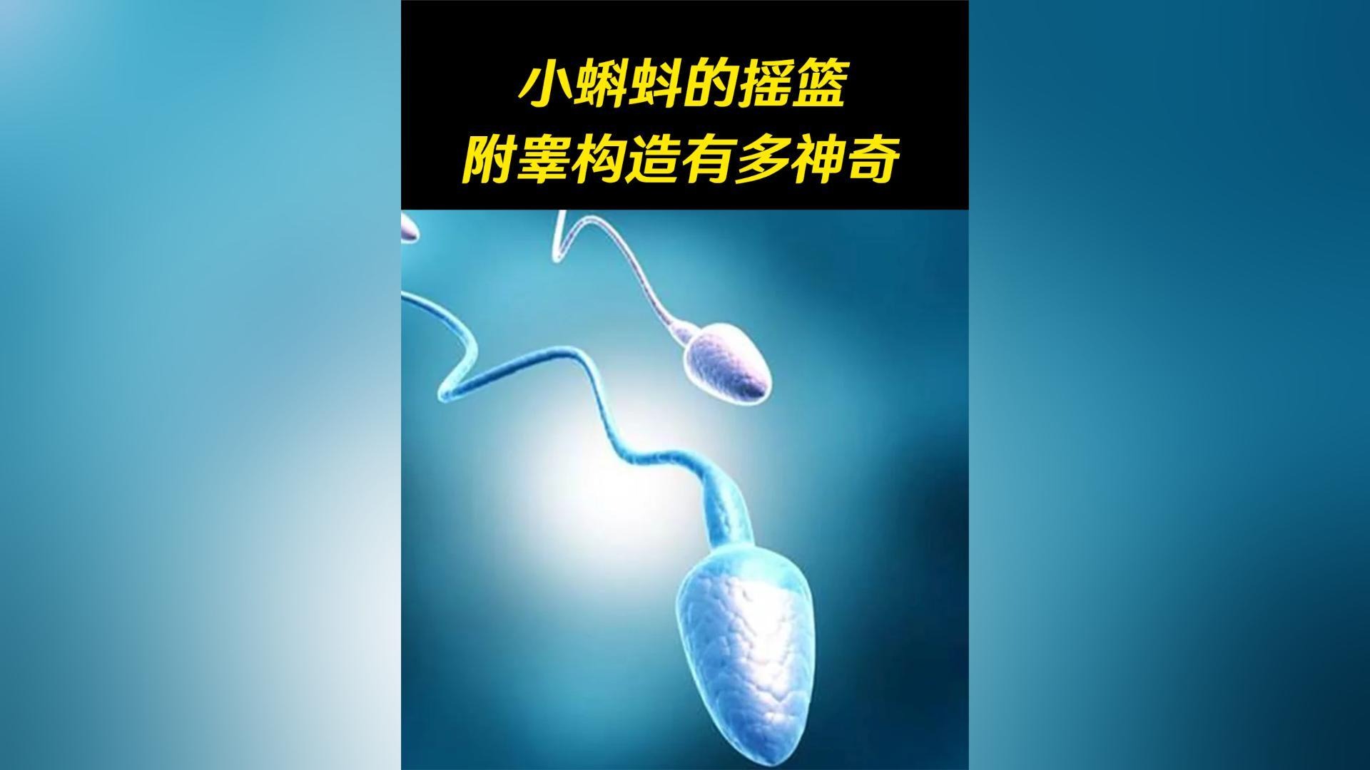 号称“生命的摇篮”，这个不起眼的器官，对男性究竟有多重要？