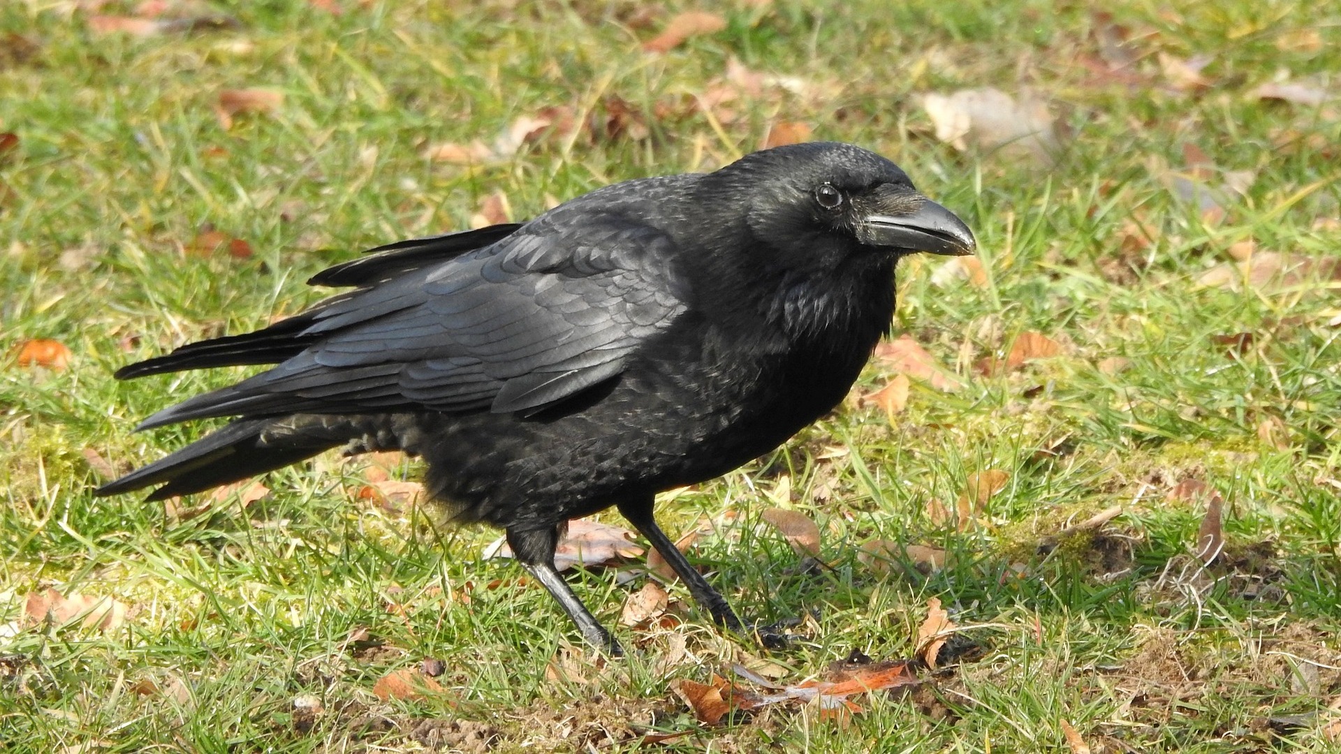 乌鸦的声音 The Sound of Crows