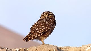 貓頭鷹的聲音 The Voice of an Owl
