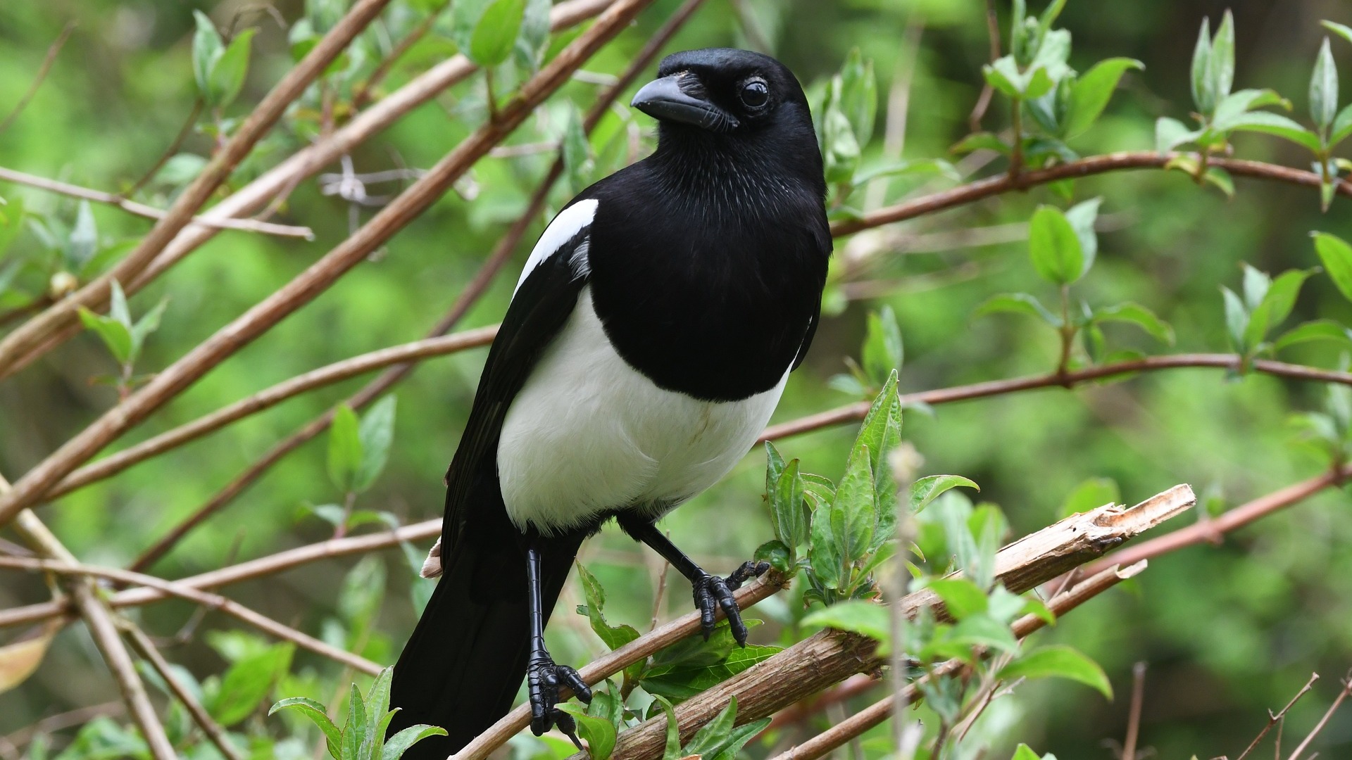 喜鹊的声音 The Voice of Magpies