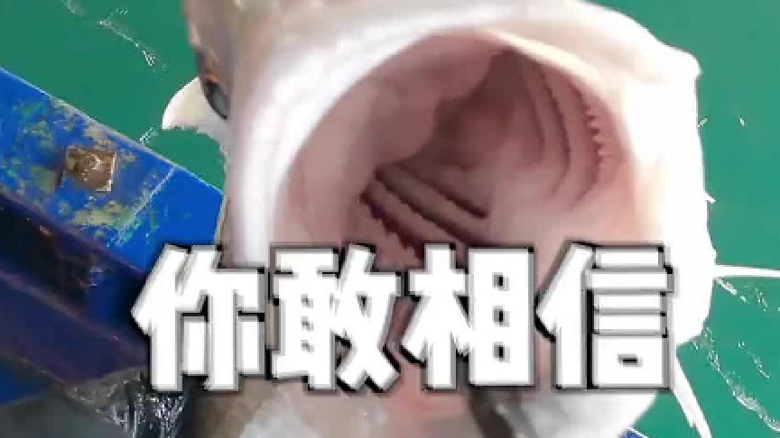 邓刚老师在泰国钓的凶残食鸟鱼，竟在海南一个港口泛滥了，帅小伙带女友连夜飞往...