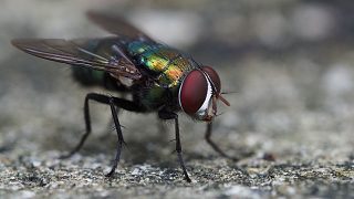 蒼蠅的聲音 The Sound of Flies