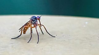 蚊子的聲音 The sound of mosquitoes