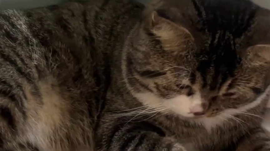 天气太热猫咪躲进冰箱里乘凉，猫：不要拉我，好不容易找到一个开“空调”的地方[