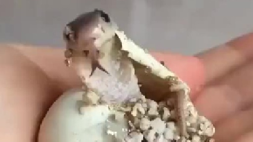 警告：眼镜王蛇的毒液在它们出生时就已经具备