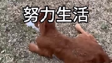 小牛遭遇了什么以后会幸福吗