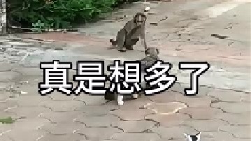 猴子想虐待花猫缺无从下手