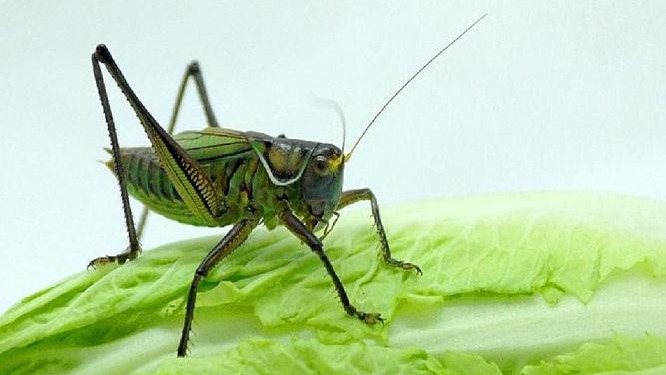 蝈蝈的声音 The voice of the katydid