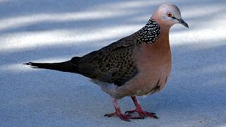 斑鳩的聲音 voice of turtledove