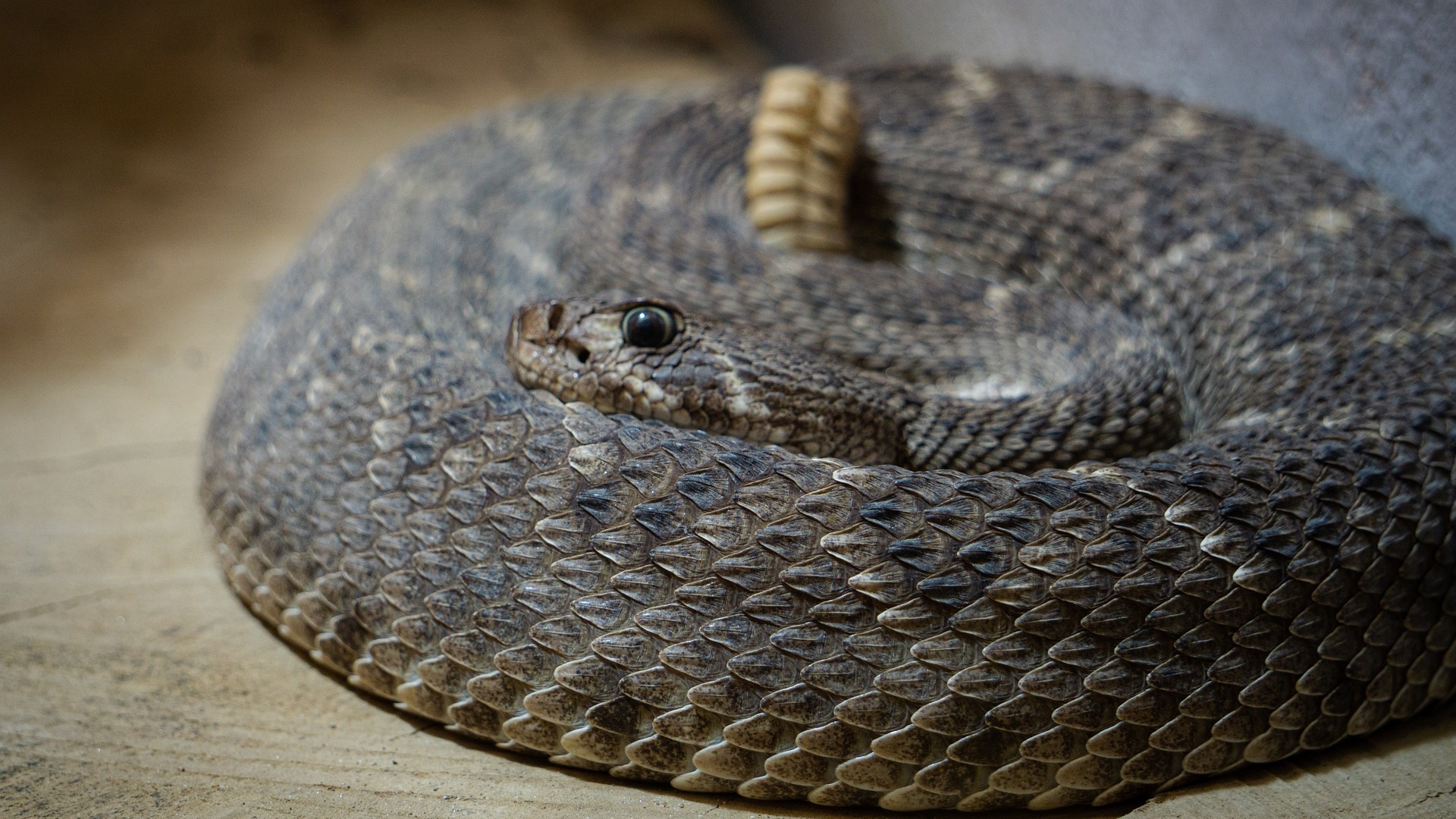 响尾蛇的声音 The sound of a rattlesnake