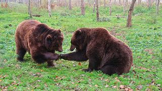 熊的聲音 bear voice