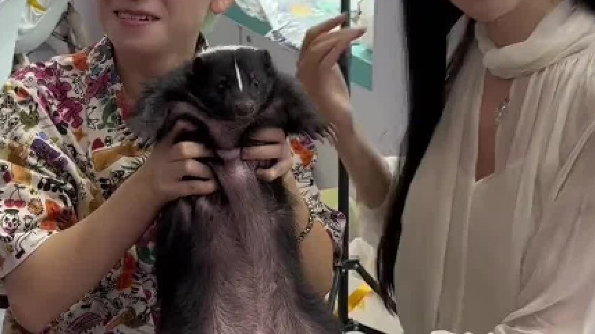 亚宠展上的神奇宝贝训练师交流会！全场竟然只有一只臭鼬！