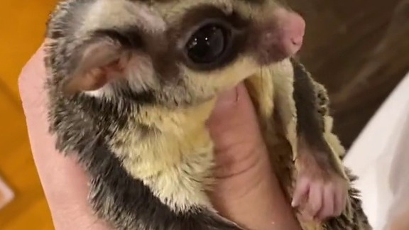 成年公会秃顶一点点，这个有点大