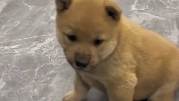 不养狗不知道养狗的乐趣，狗:你这手比我嘴还黑