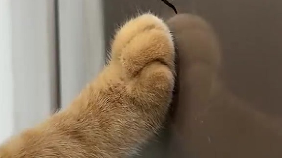 你们家的猫喜欢玩这个吗？