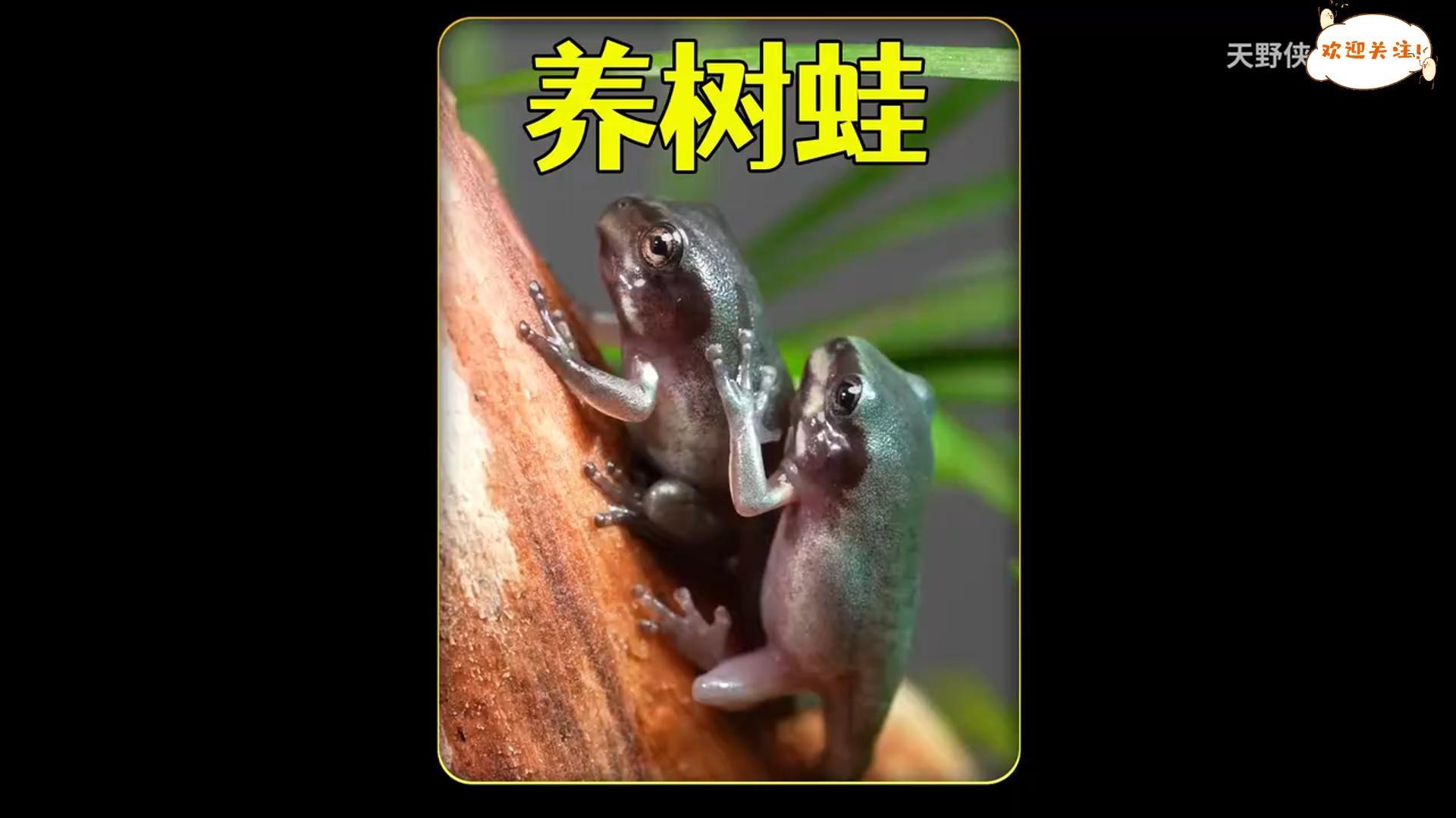 沉浸式养蝌蚪，培养一只会玩游戏的树蛙，能成功吗？