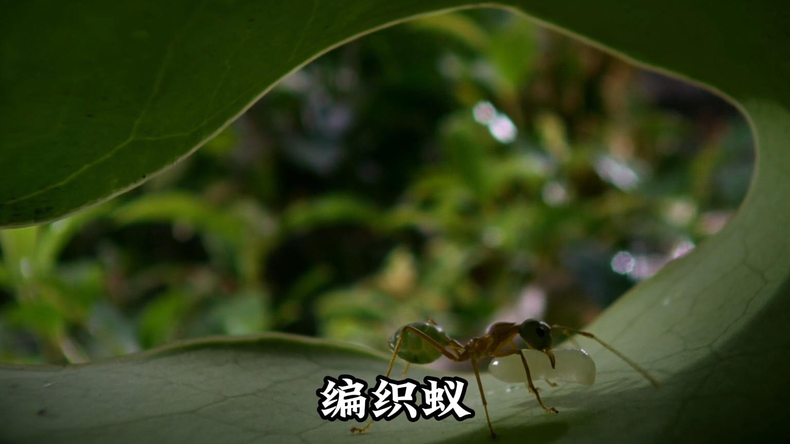 澳大利亚编织蚁