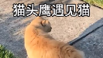 当猫头鹰偶遇猫咪会发生什么