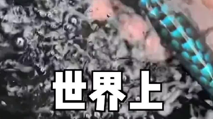 帅小伙带女友远赴云南边境，寻找稀有蓝色神仙鱼种