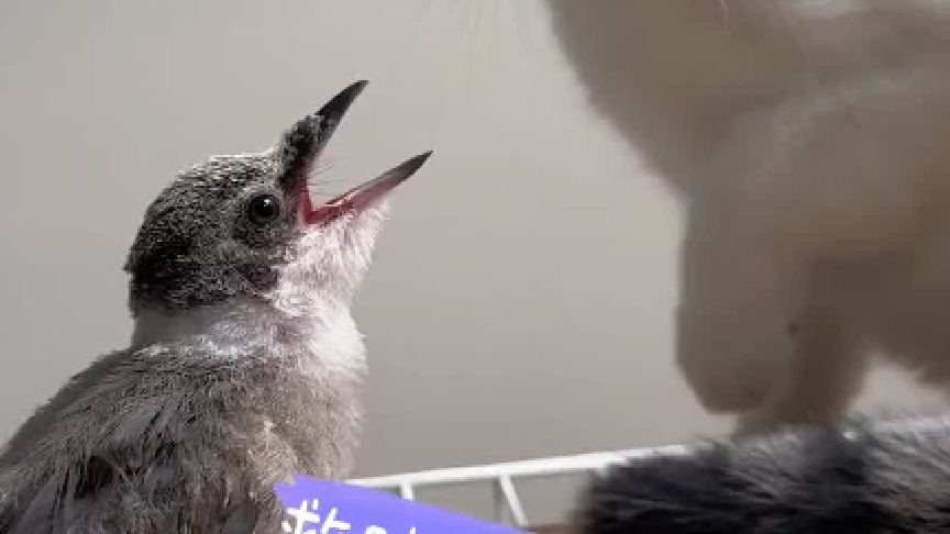 都这么大了还不自己吃饭！看到后面我怀疑它就是故意的…