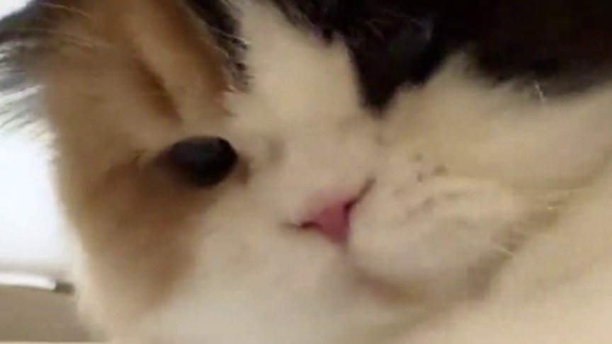 一只和虾打架的小猫咪