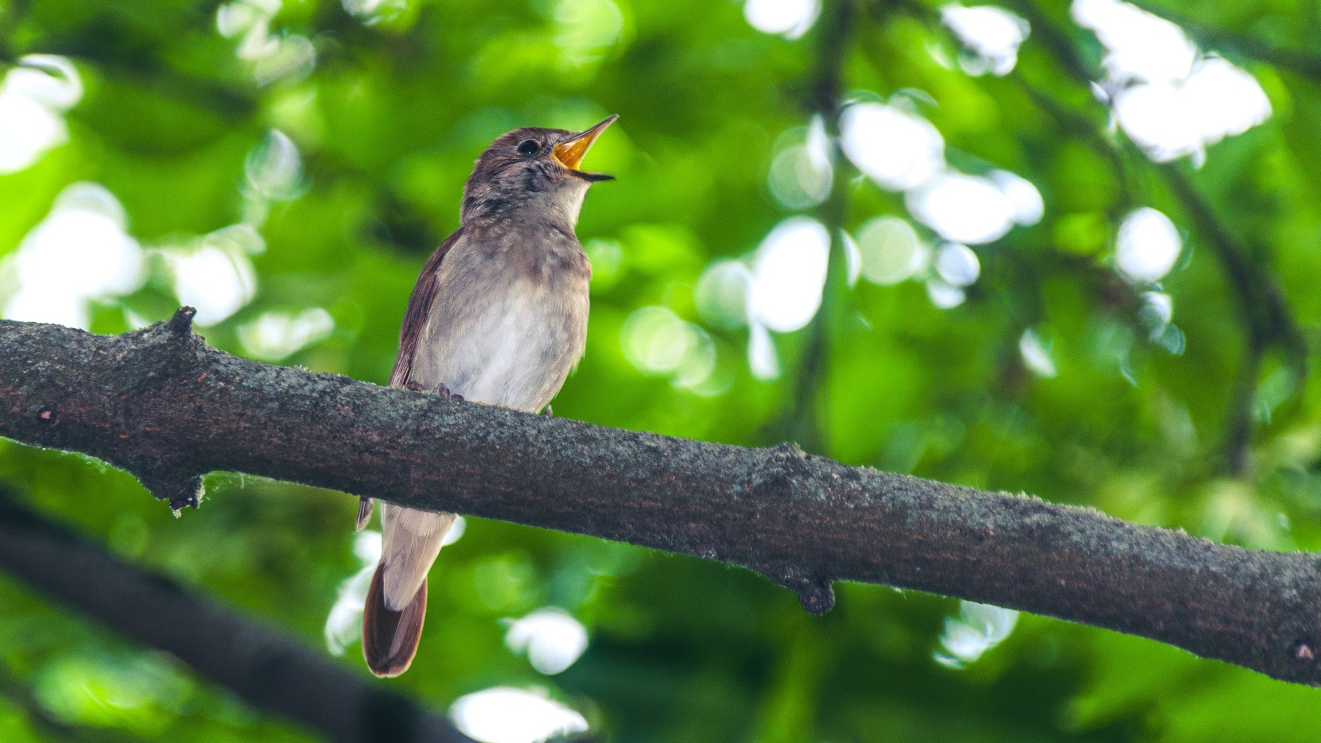 夜莺的声音 The Voice of Nightingales