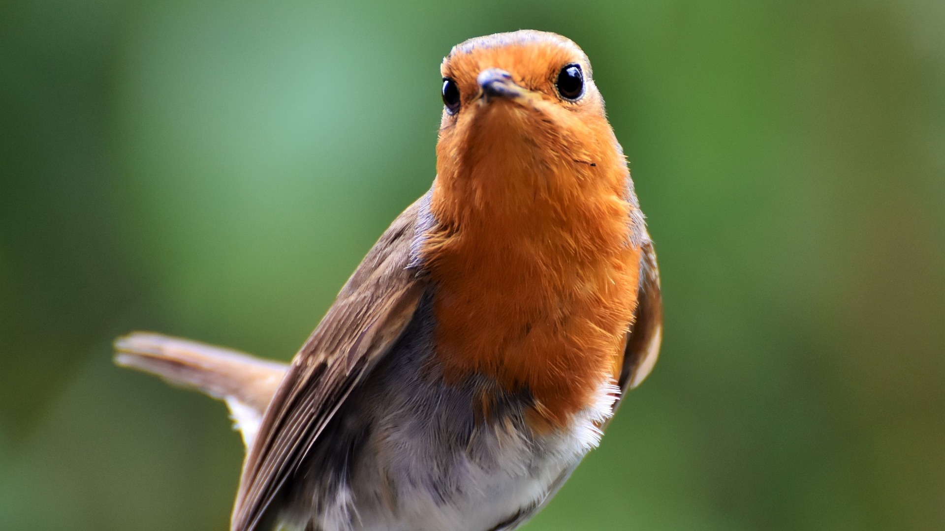 知更鸟的声音 robin sound