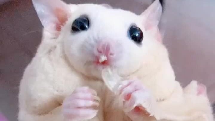 重新开始吧，柚子做妈妈了。