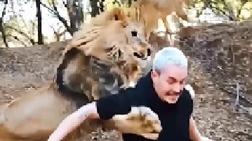 雄狮跟主人玩游戏