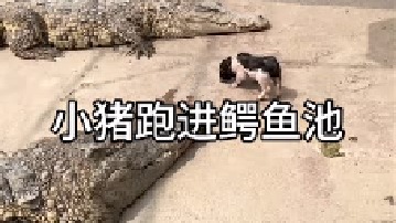 鳄鱼为什么不吃小猪