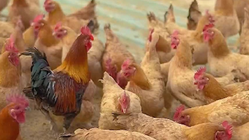 大江妈广场舞队长被撸，内卷如此严重？