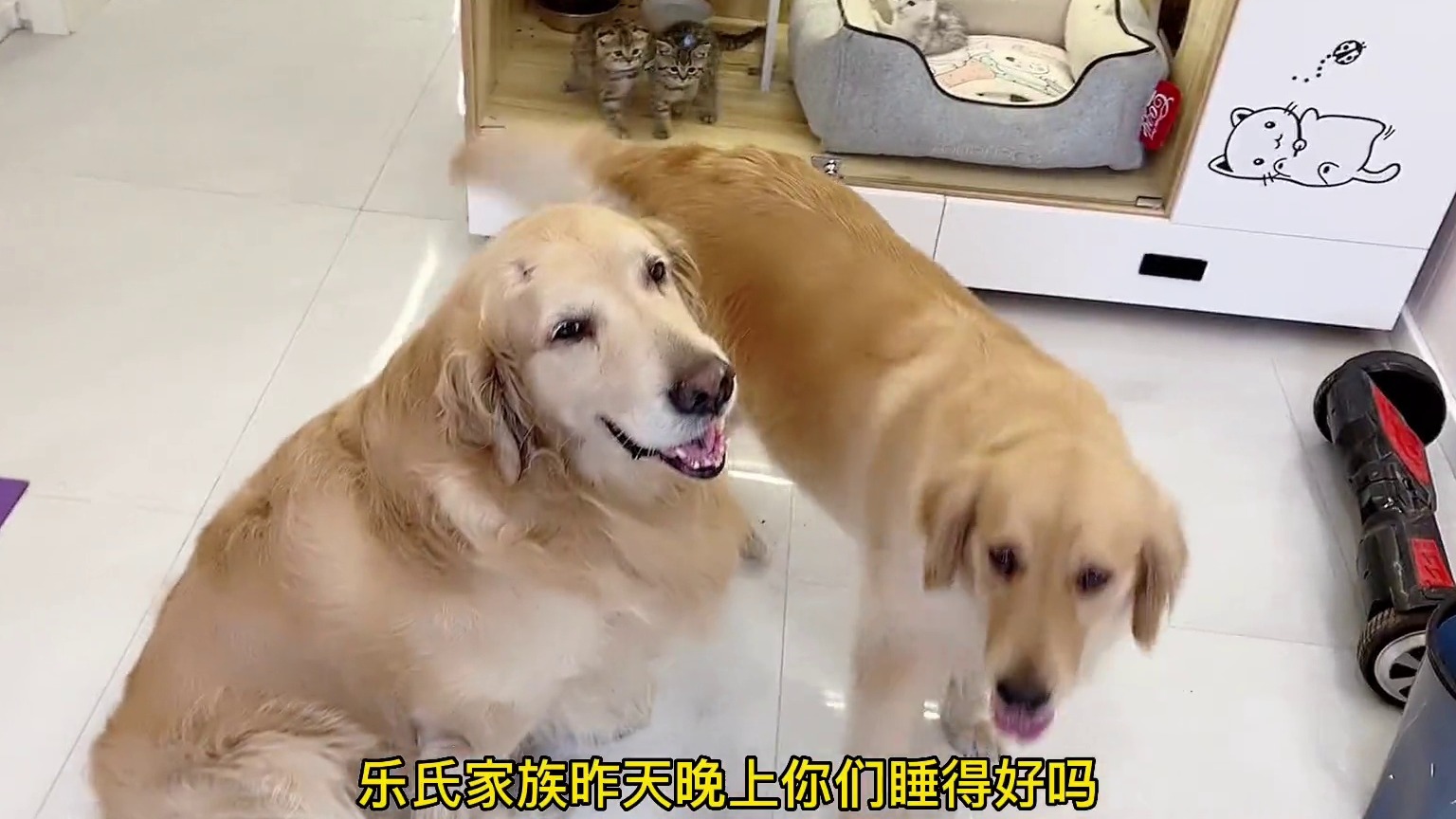 天天都有节目，真幸福家人们。