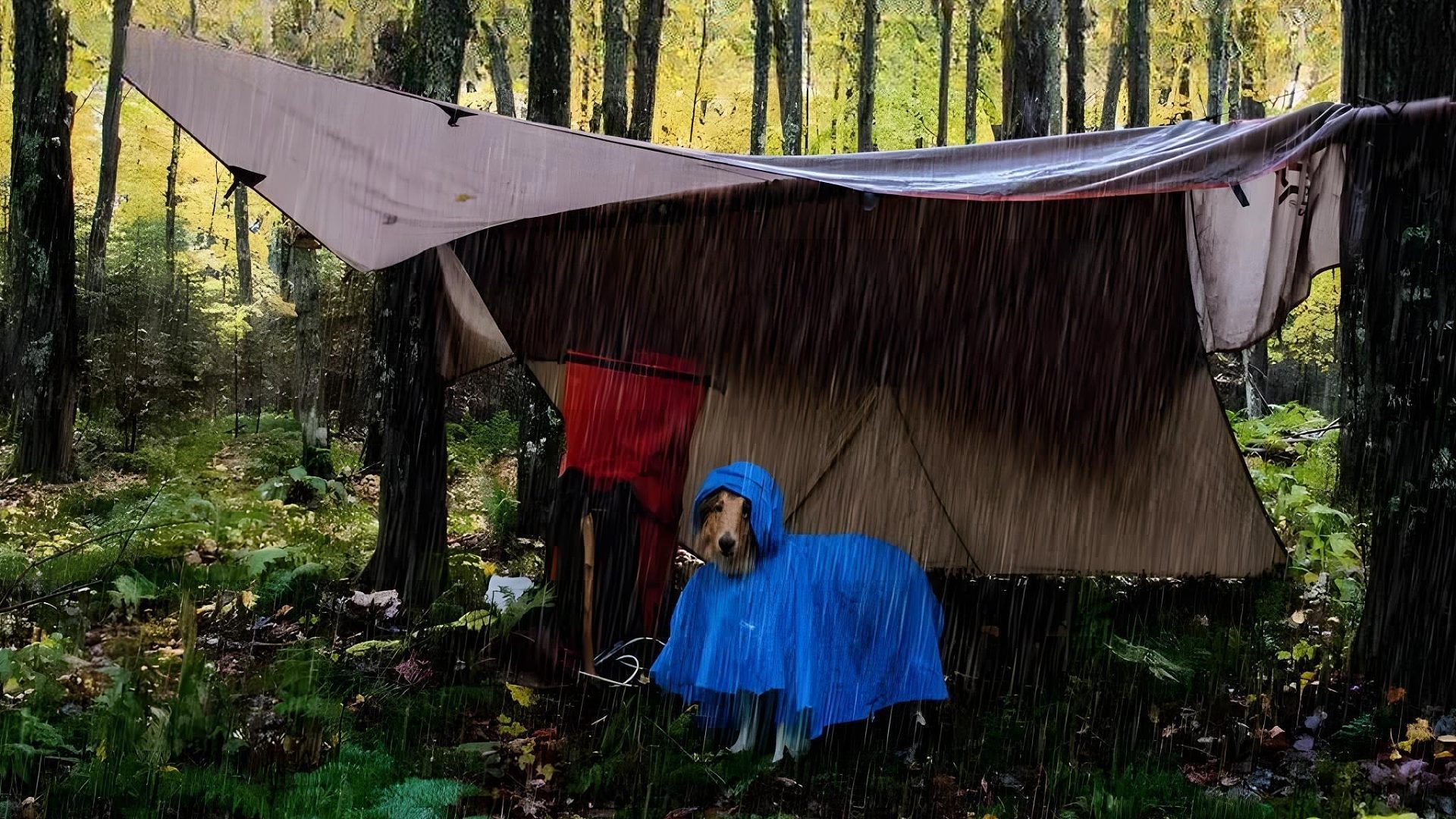 和爱犬的丛林雨天露营之旅（第一集）