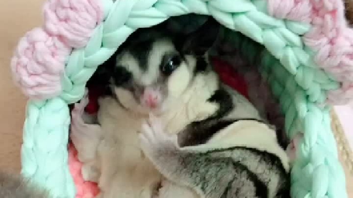 恶龙咆哮 嗷呜嗷呜～