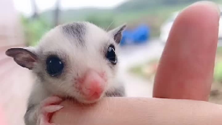 身为一只蜜袋鼯，还要铲屎官教你怎么sksk