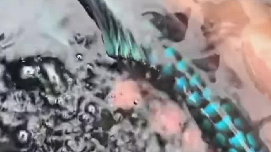 帅小伙带女友再次远赴云南边境，寻找稀有蓝色神仙鱼种