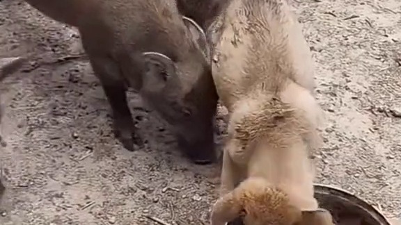 开玩笑，哮天犬能干过天蓬？