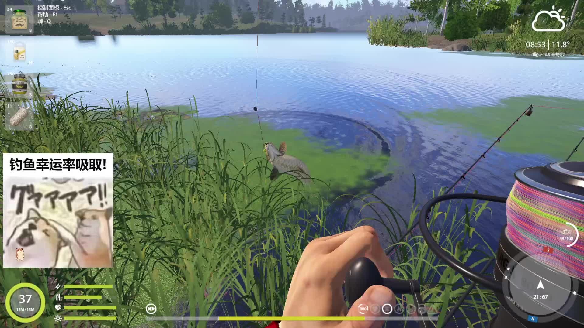 老奥蹲黑草碰瓷普鲤