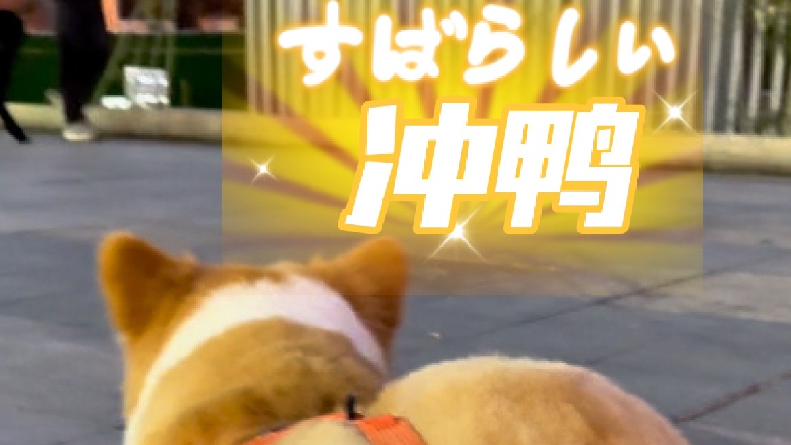 直男包遇到弟弟和妹妹的区别~