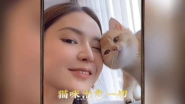 那些萌态可掬，治愈力爆棚的猫咪