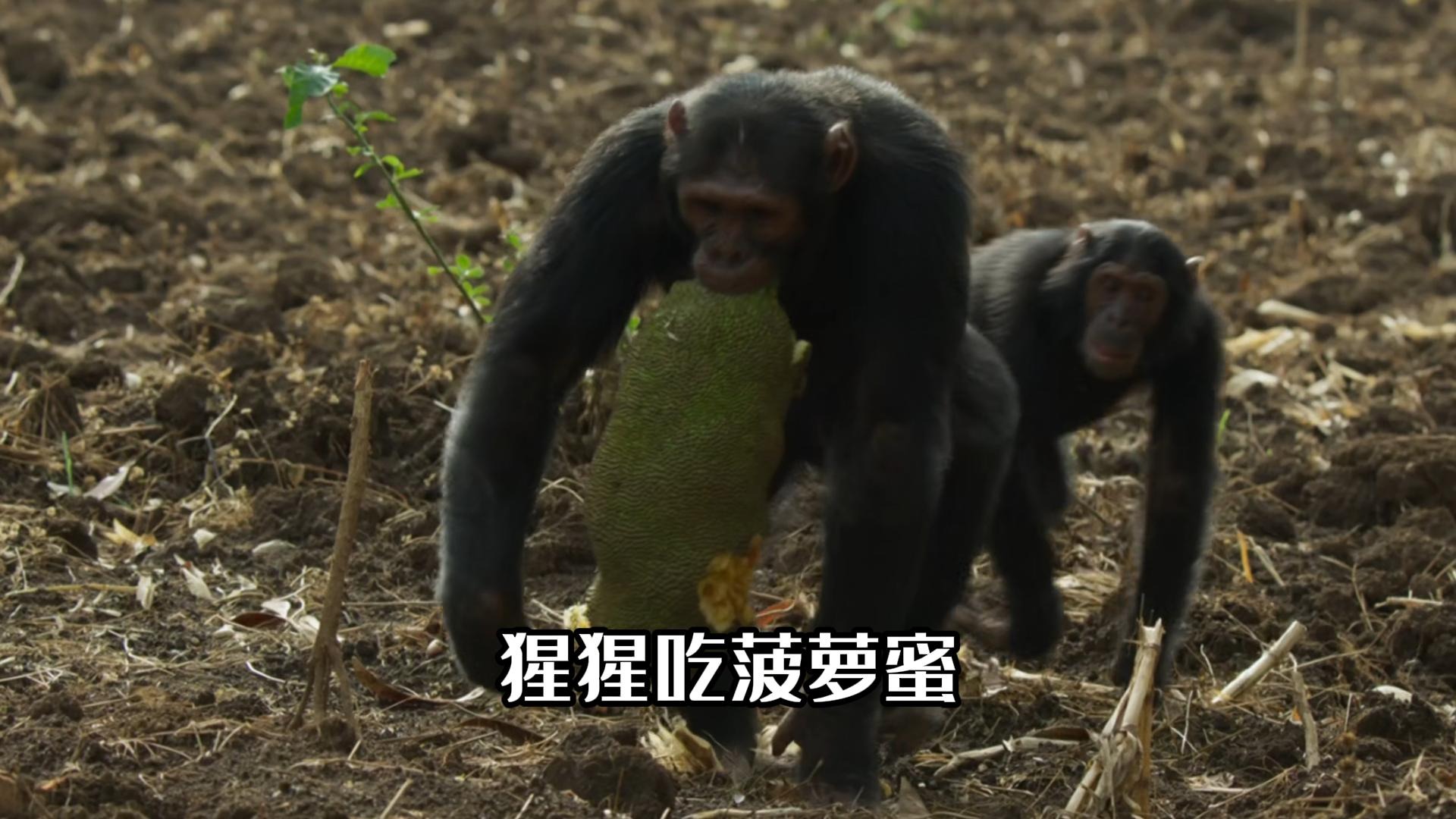 爱吃菠萝蜜的黑猩猩