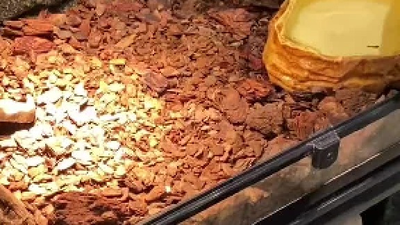 庞大的身躯，不在保育名录，但请不要轻易模仿。