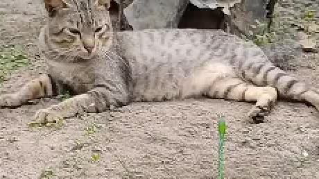 冷知识，猫的反应速度是蛇的七倍