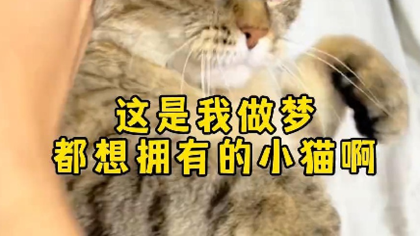 梦醒了，有点灰还在身边躺着～