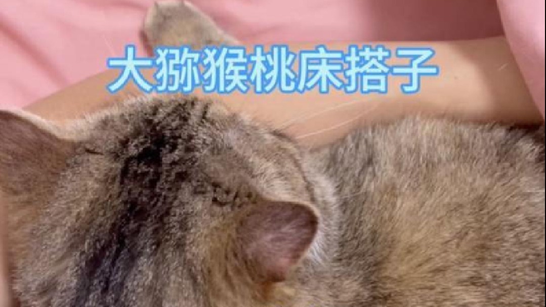 每天陪伴的猕猴桃，然后还要争做一个少掉毛的床搭子！