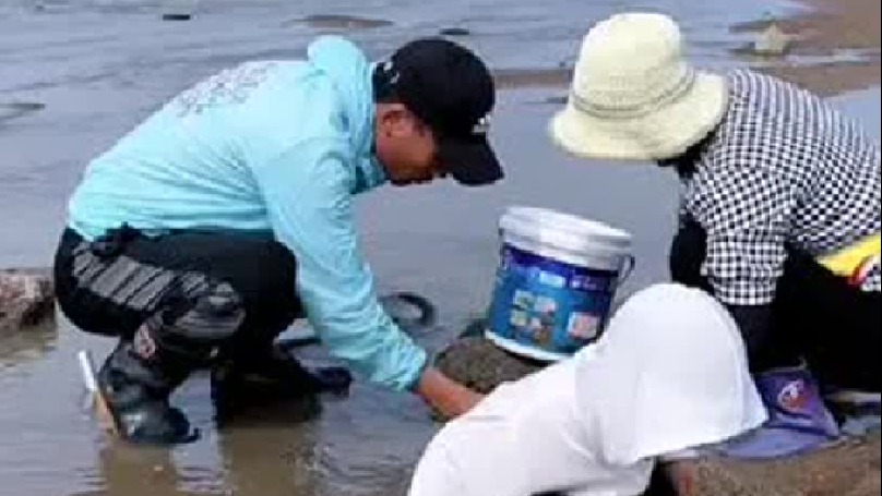 户外赶海抓海鲜带你去体验渔民的生活